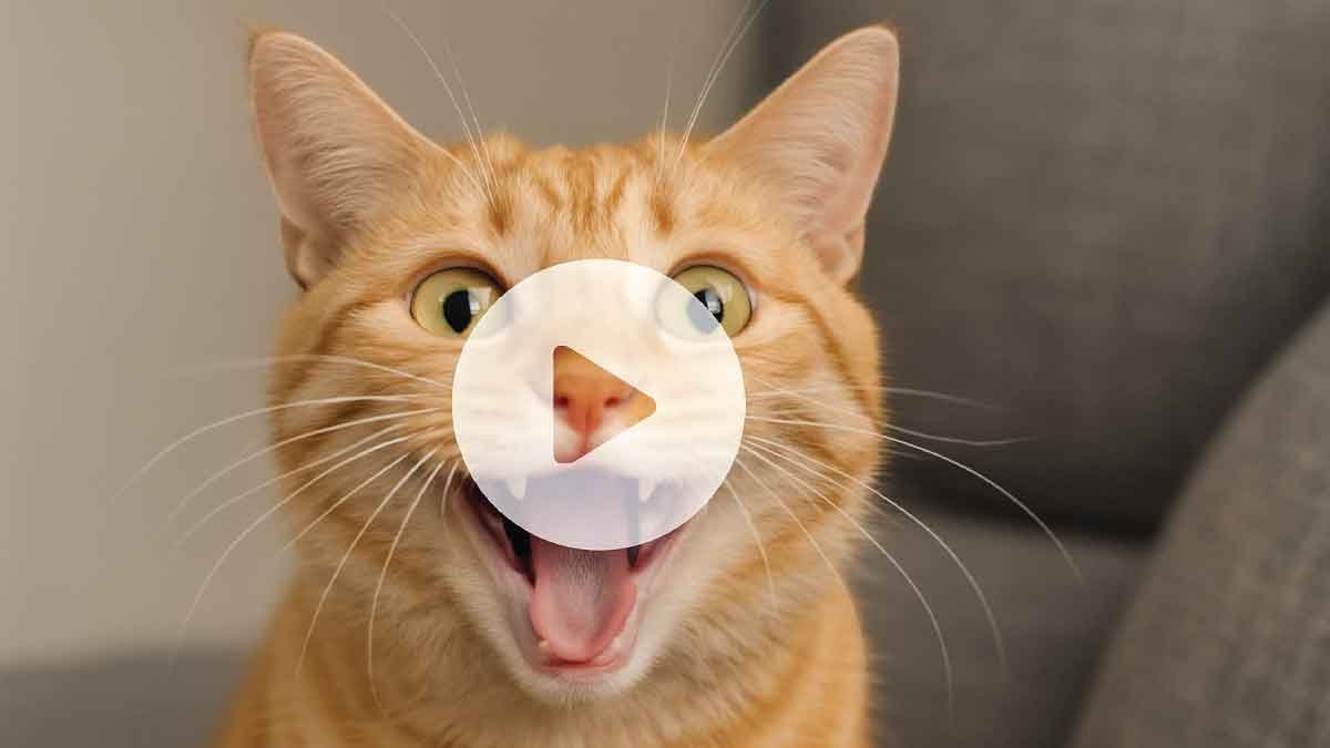 One of the Most Amazing Cats You'll Ever See!